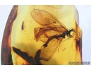 Extremely rare FISHFLY, MEGALOPTERA, CORYDALIDAE . Fossil insect in Baltic amber #8499