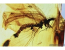 Extremely rare FISHFLY, MEGALOPTERA, CORYDALIDAE . Fossil insect in Baltic amber #8499