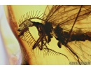 Extremely rare FISHFLY, MEGALOPTERA, CORYDALIDAE . Fossil insect in Baltic amber #8499