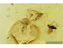 Rare Psyllid, Psylloidea Aphalaridae and More. Fossil insects in Baltic amber #8500