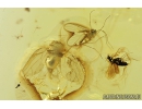 Rare Psyllid, Psylloidea Aphalaridae and More. Fossil insects in Baltic amber #8500
