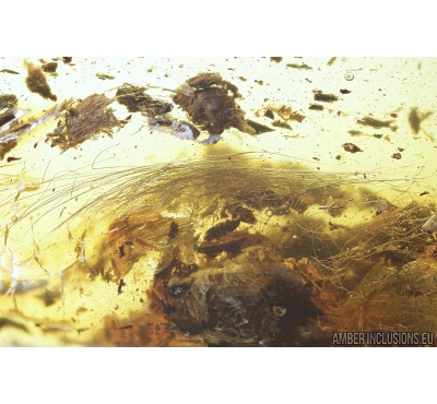 Big Mammalian hair bunch 47mm! Fossil inclusion in Baltic amber #8501