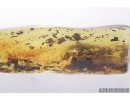 Big Mammalian hair bunch 47mm! Fossil inclusion in Baltic amber #8501