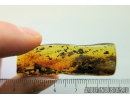 Big Mammalian hair bunch 47mm! Fossil inclusion in Baltic amber #8501