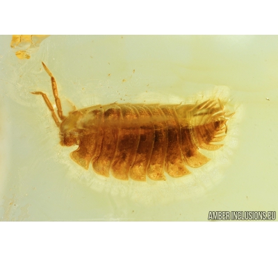 Nice Woodlice, Isopoda,. Fossil insect in Baltic amber #8503