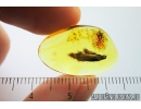 Nice Leaf, Plant. Fossil inclusion in Baltic amber #8504