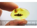 Nice Leaf, Plant. Fossil inclusion in Baltic amber #8504