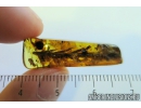 Rare Plant and More. Fossil inclusions in Baltic amber #8506