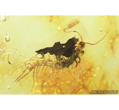 Centipede, Lithobiidae. Fossil insect in Baltic amber #8507
