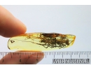 Very nice, Big 32mm!  House Centipede , Scutigeridae. Fossil inclusion in Baltic amber #8508