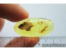 REPTILIA, Lizard Skin Fragment and More. Fossil inclusions in Ukrainian Rovno amber #8509R