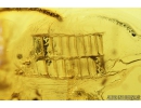 Nice Lizard Skin Fragment. Fossil inclusion in Baltic amber #8510