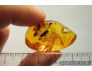 Nice Lizard Skin Fragment. Fossil inclusion in Baltic amber #8510