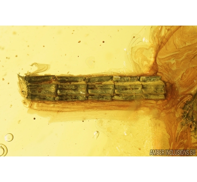 Lizard Tail Fragment, Cicadina and Spider.  Fossil inclusion in Ukrainian amber #8511