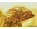 Lizard Tail Fragment, Cicadina and Spider.  Fossil inclusion in Ukrainian amber #8511