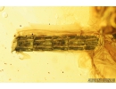 Lizard Tail Fragment, Cicadina and Spider.  Fossil inclusion in Ukrainian amber #8511
