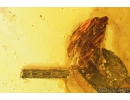 Lizard Tail Fragment, Cicadina and Spider.  Fossil inclusion in Ukrainian amber #8511