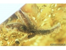 Nice Plant. Fossil inclusion in Baltic amber #8514