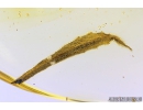 Rare Plant Flowers with pollen! and Nice Rare 11mm Leaf. Fossil inclusions in Ukrainian Rovno amber stone #8515R