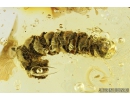 Rare Plant Flowers with pollen! and Nice Rare 11mm Leaf. Fossil inclusions in Ukrainian Rovno amber stone #8515R