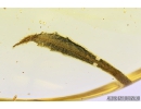 Rare Plant Flowers with pollen! and Nice Rare 11mm Leaf. Fossil inclusions in Ukrainian Rovno amber stone #8515R