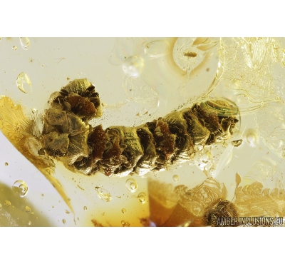 Rare Plant Flowers with pollen! and Nice Rare 11mm Leaf. Fossil inclusions in Ukrainian Rovno amber stone #8515R