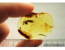 Rare Plant and Nice Rare Leaf. Fossil inclusions in Ukrainian amber #8515R