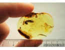 Rare Plant Flowers with pollen! and Nice Rare 11mm Leaf. Fossil inclusions in Ukrainian Rovno amber stone #8515R