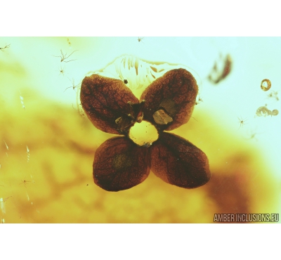 Nice Flower. Fossil inclusion in Baltic amber #8517