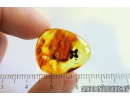 Nice Flower. Fossil inclusion in Baltic amber #8517