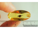 Rare Nice Flower. Fossil inclusion in Baltic amber #8518