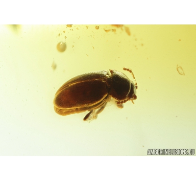 Latridiidae, Brown scavenger Beetle. Fossil insect in Baltic amber #8535