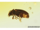 Latridiidae, Brown scavenger Beetle. Fossil insect in Baltic amber #8535