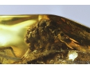 Rare Plant and Spider Araneae. Fossil inclusions in Baltic amber #8548