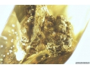 Rare Plant and Spider Araneae. Fossil inclusions in Baltic amber #8548