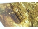 Rare Plant and Spider Araneae. Fossil inclusions in Baltic amber #8548