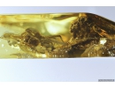 Rare Plant and Spider Araneae. Fossil inclusions in Baltic amber #8548