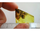 Rare Plant. Fossil inclusion in Baltic amber #8548