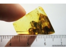 Rare Plant. Fossil inclusion in Baltic amber #8548