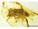 Beetle, Coleoptera. Fossil insect in Baltic amber #8550