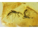 Two Rove beetles Staphylinoidea. Fossil insects in Baltic amber #8570