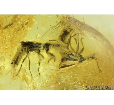 Two Rove beetles Staphylinoidea. Fossil insects in Baltic amber #8570