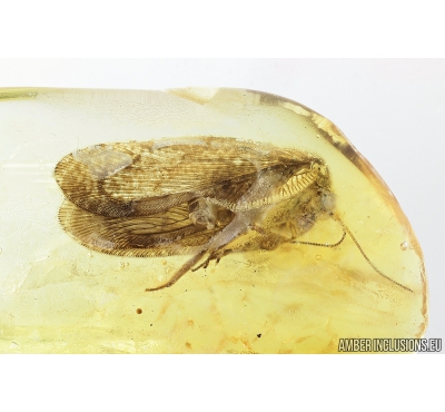 Rare Lacewing, Hemerobiidae, Proneuronema gradatum. Fossil insect in Baltic amber #8576