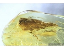 Rare Lacewing, Hemerobiidae, Proneuronema gradatum. Fossil insect in Baltic amber #8576