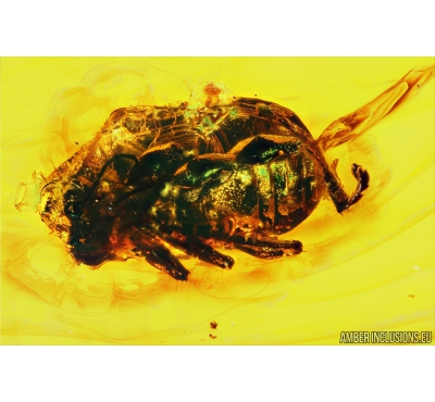 Leaf Beetle Chrysomelidae, Eumolpinae. Fossil insect in Baltic amber #8577a