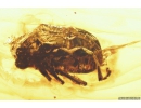 Leaf Beetle Chrysomelidae, Eumolpinae. Fossil insect in Baltic amber #8577a