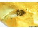 Click beetle, Elateroidea. Fossil inclusion in Baltic amber #8579