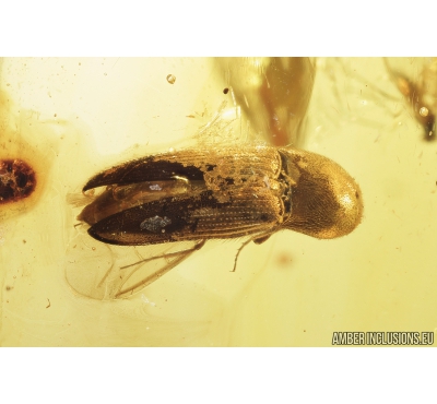 Click beetle, Elateroidea, Spider, Wasp and More. Fossil inclusions in Baltic amber #8580