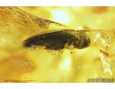 Click beetle, Elateroidea and Chalcid Wasp, Chalcidoidea. Fossil inclusions in Baltic amber #8581