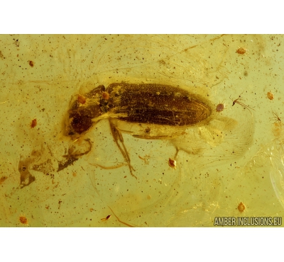 Click beetle, Elateroidea and Mites, Acari. Fossil inclusion in Baltic amber #8582